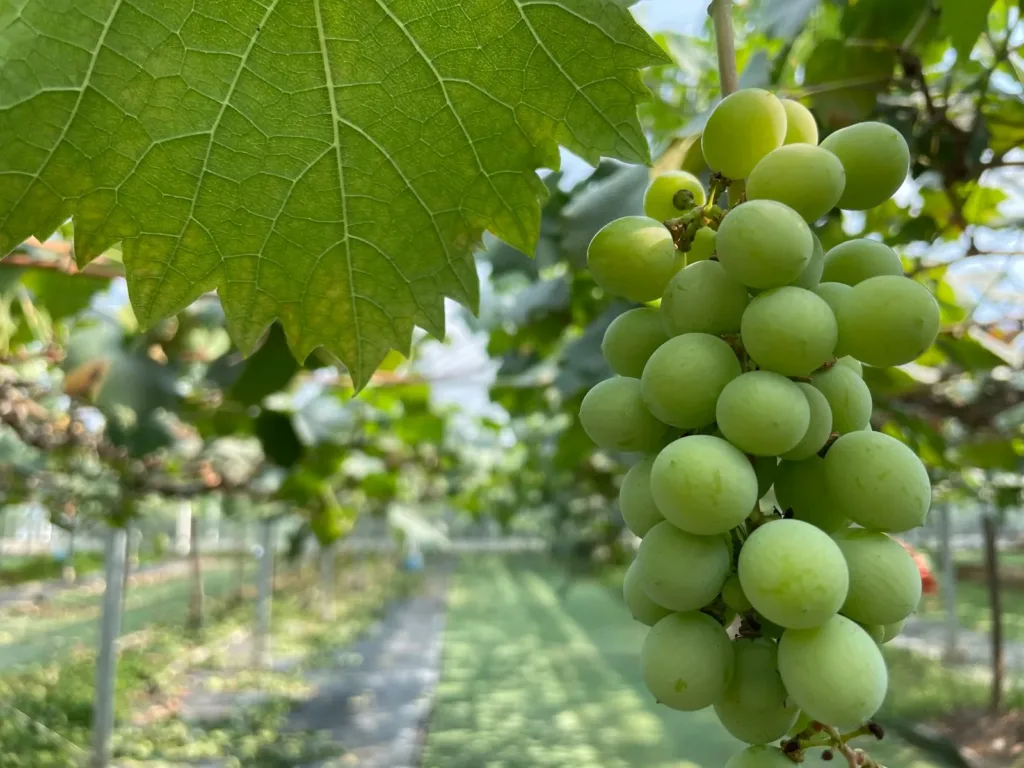 contáctanos Jose Antonio Arnedo Castillo vendimia