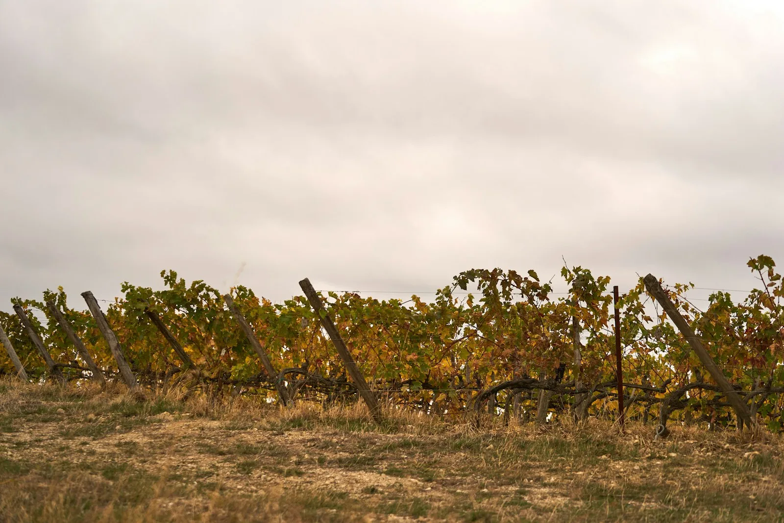 a bunch of vines that are in the grass
