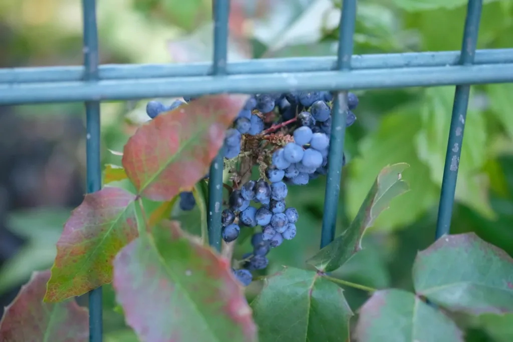 A close up of a bunch of grapes on a vine