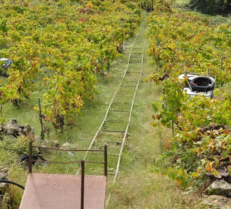Jose Antonio Arnedo Castillo vendimia vid