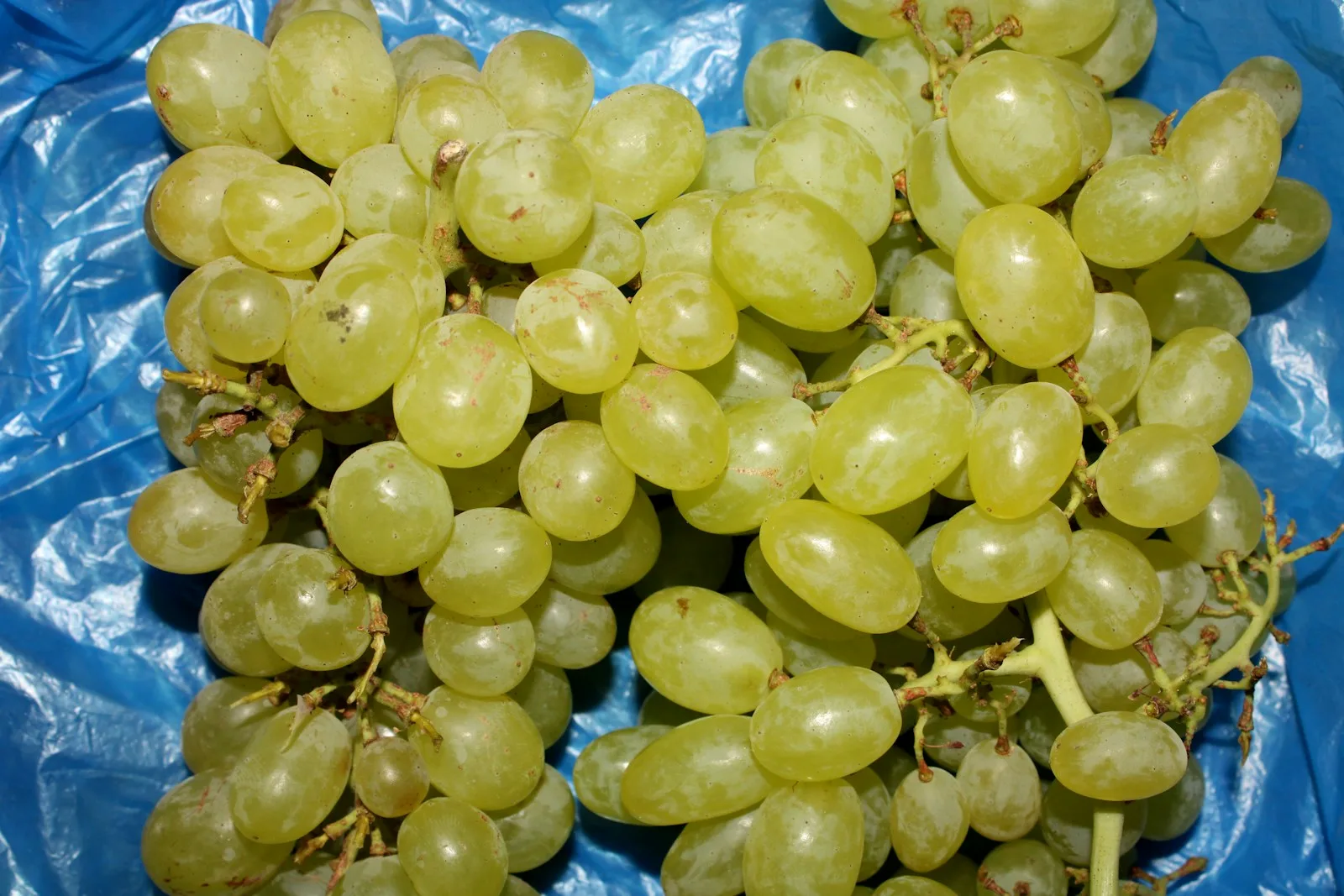a bunch of grapes sitting on top of a blue plastic bag