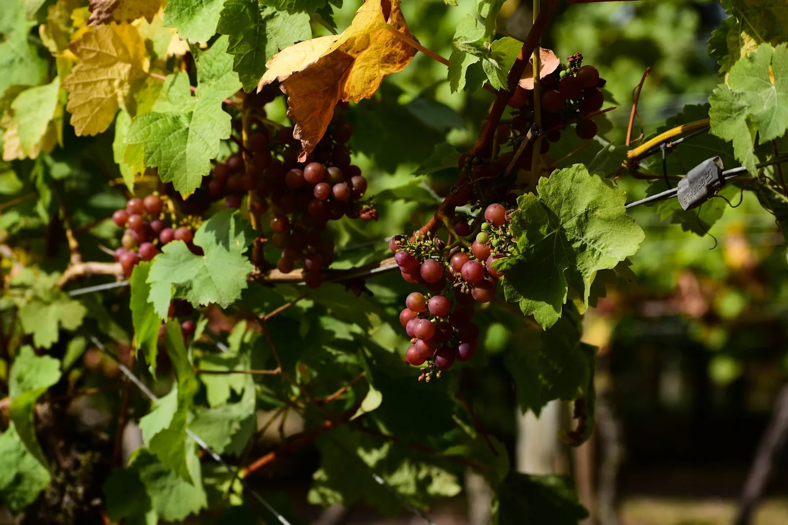 contáctanos vendimia