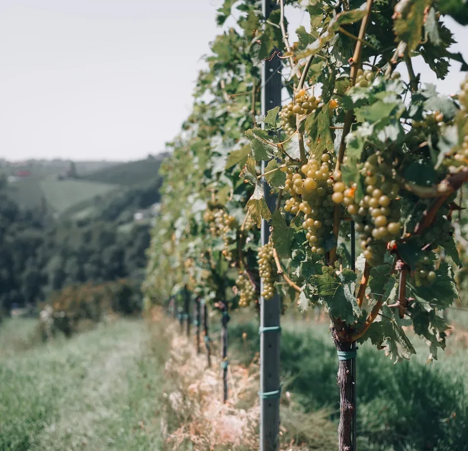 A row of trees in a grassy field